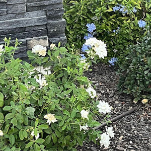 Meet your Posher, Yvette